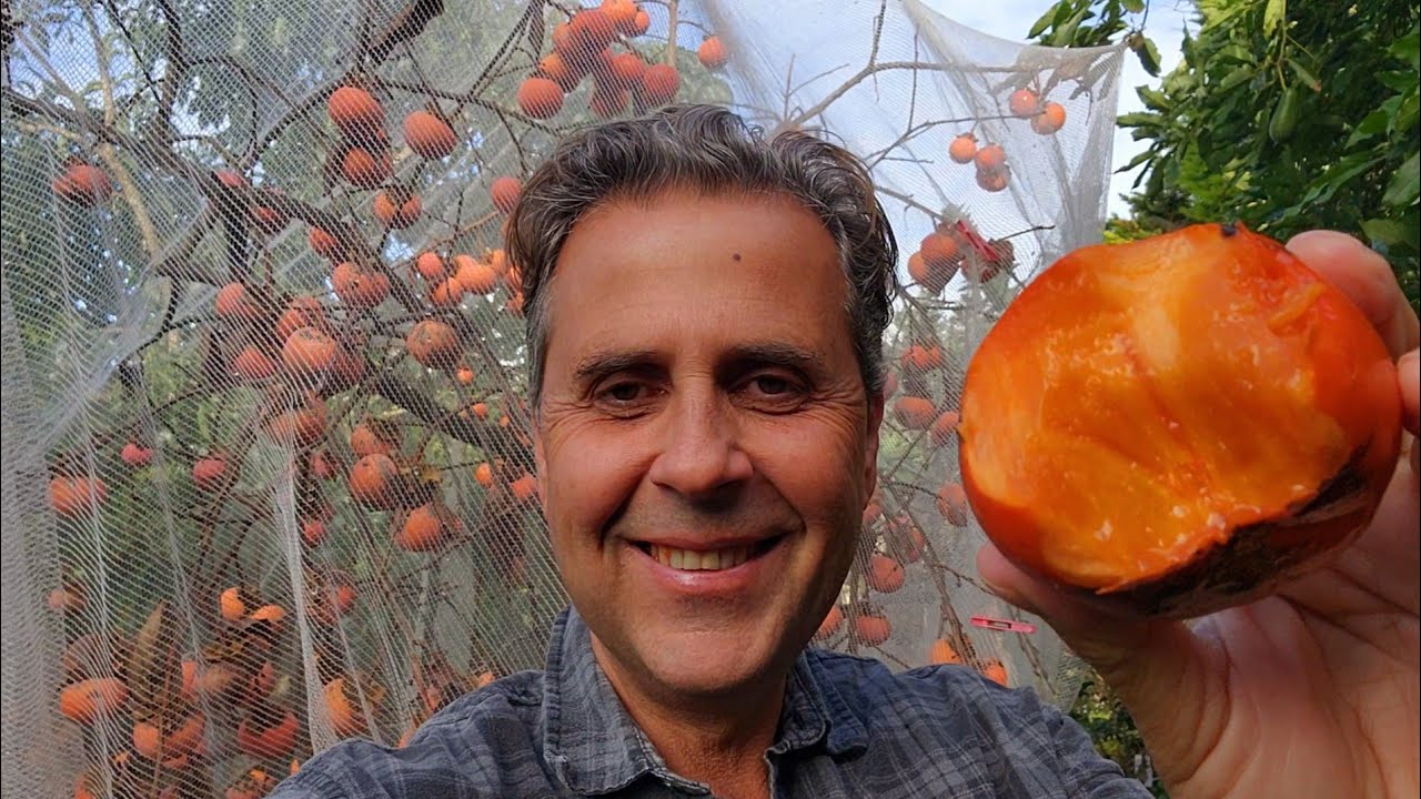 Giant Jiro Persimmon | My Secret To Having A Tropical Fruit Paradise