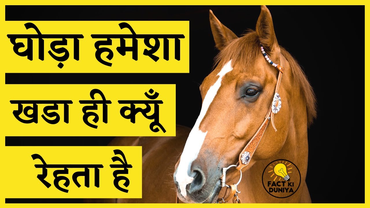 घोड़े से जुड़ी मजेदार जानकारी  | Amazing Facts about Horse In Hindi #factkiduniya