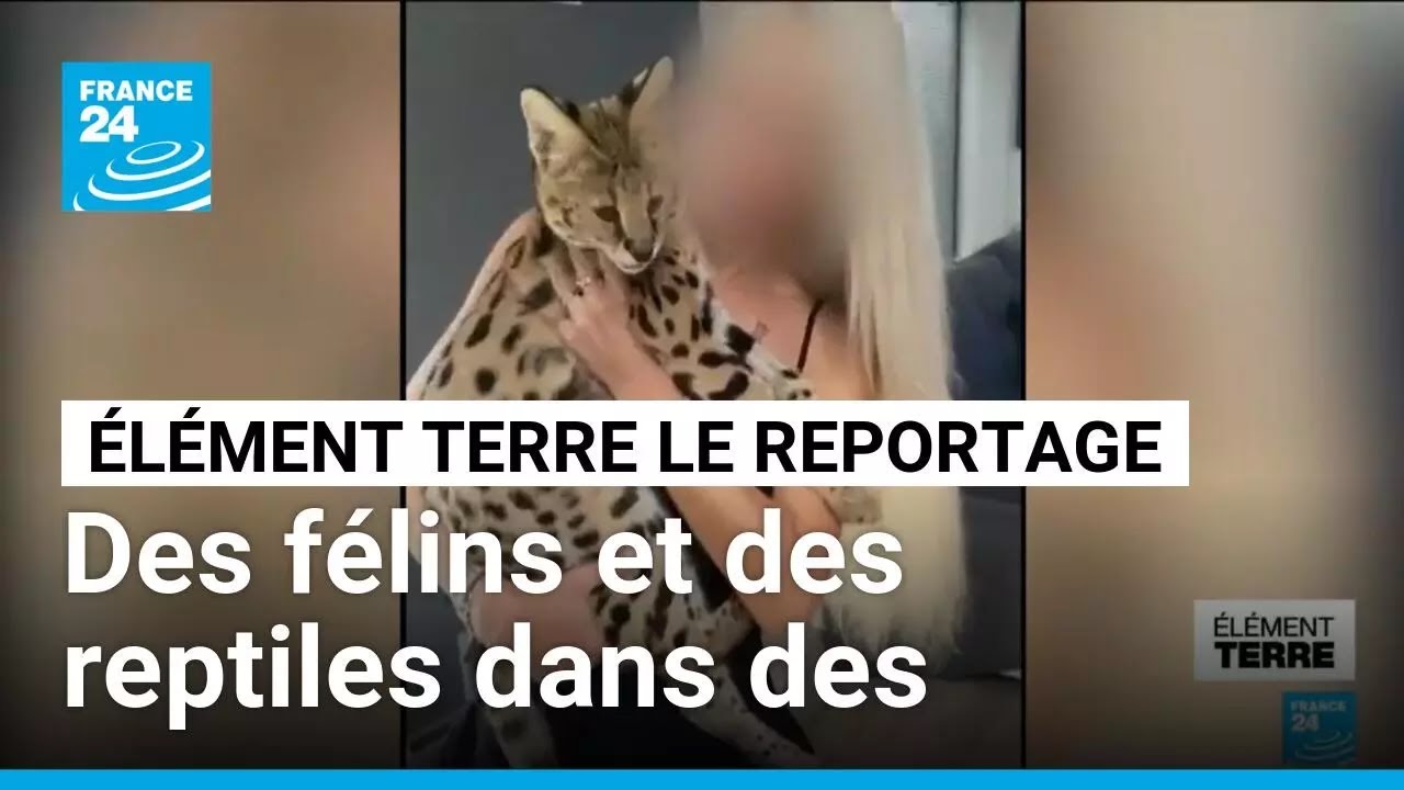 Trafic d'animaux sauvages : des félins et des reptiles dans des appartements à Paris • FRANCE 24