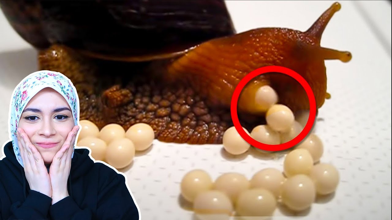 طرق مجنونة بتولد بيها الحيوانات!!!👽😱