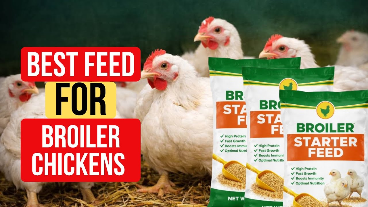 BEST FEED FOR BROILER CHICKENS FOR MAXIMUM WEIGHT GAIN (NO WASTAGE) | POULTRY FARMING