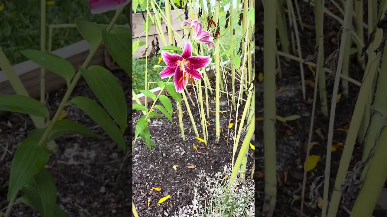 Garden surprises 🩷#wildgarden #lillies