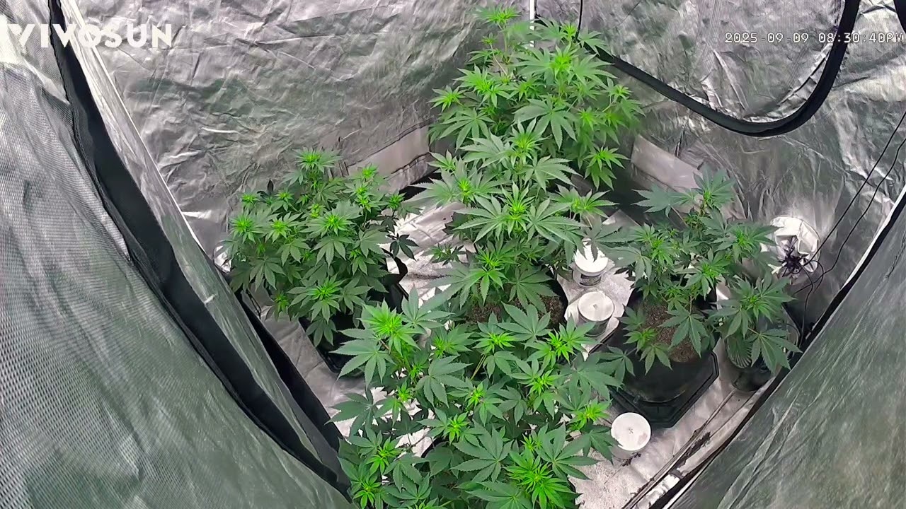 Week 2 Flower day10  @CannabisGrowGuide  @CultivaCannabis  @StrainCentral 