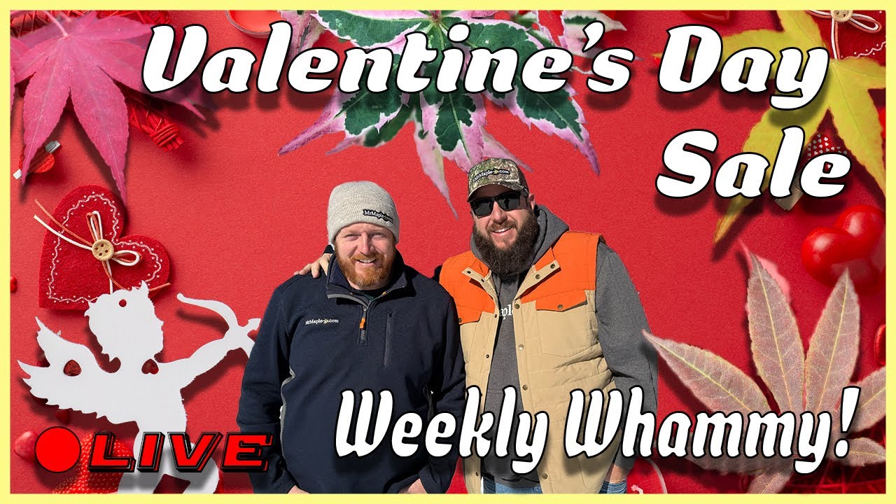 Valentine's Day Sale! Weekly Whammy & Plant Giveaway