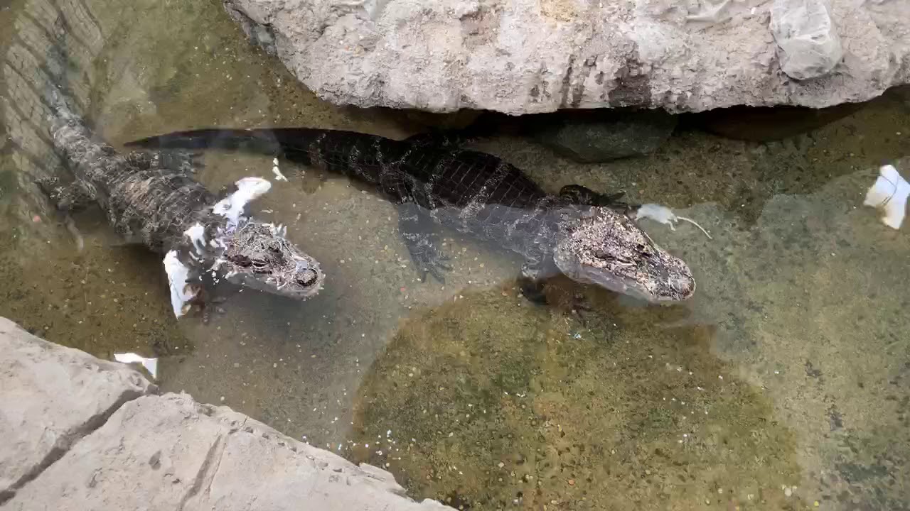 Home Safari - Chinese alligators - Cincinnati Zoo