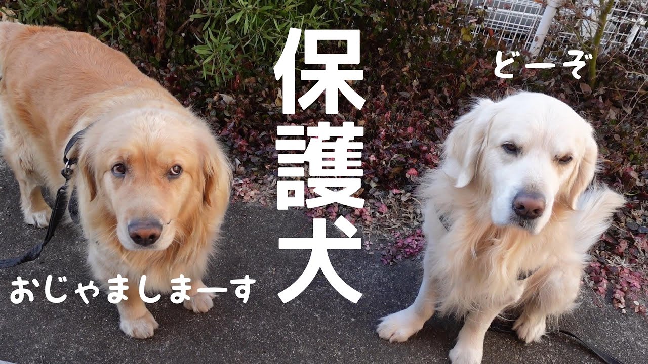 仕事帰りにゴールデンレトリバーの女の子を保護しました/保護犬