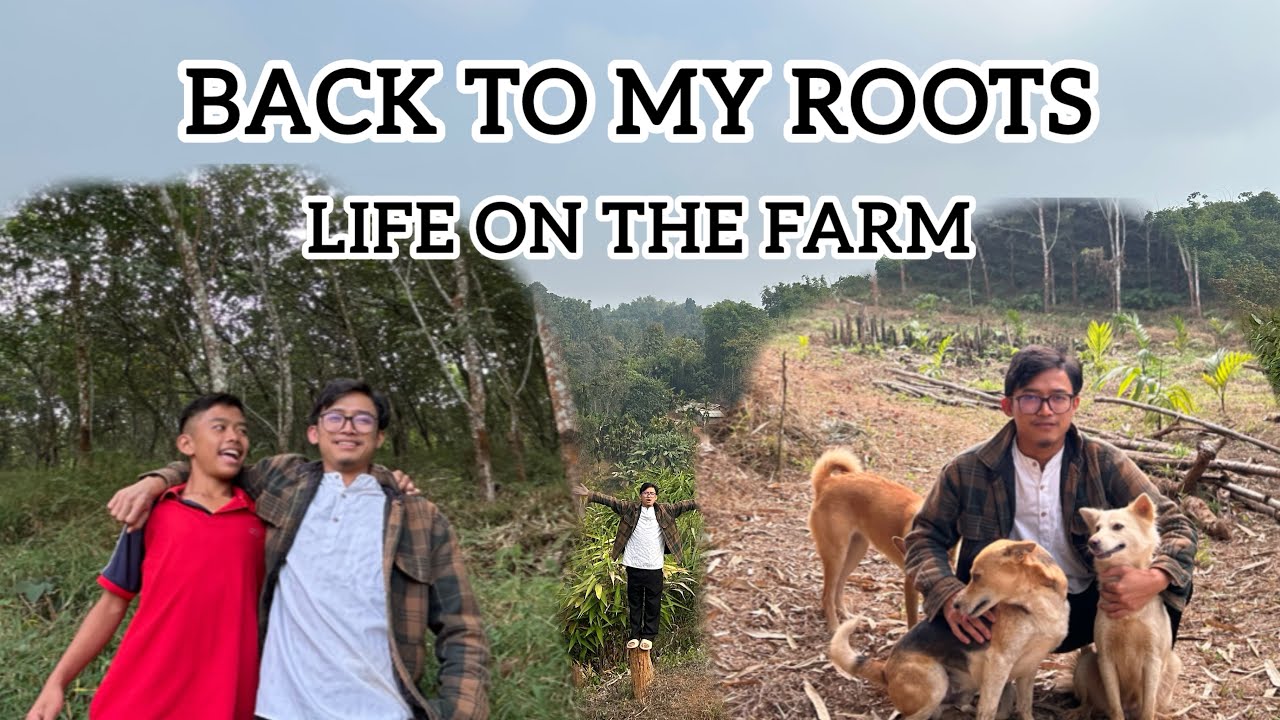 A Day in My Hometown Betel Nut Garden || #villagelife 
