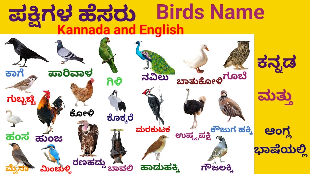Birds Name| ಪಕ್ಷಿಗಳ ಹೆಸರು |English to Kannada Vocabulary #birds #nameofbirds #learn