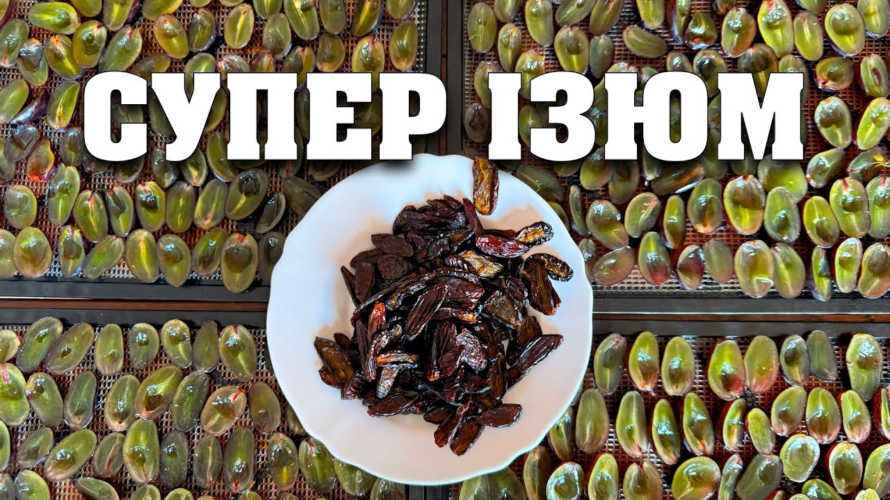 Тепер виноград сушимо тільки так. Найсмачніший ізюм в домашніх умовах.