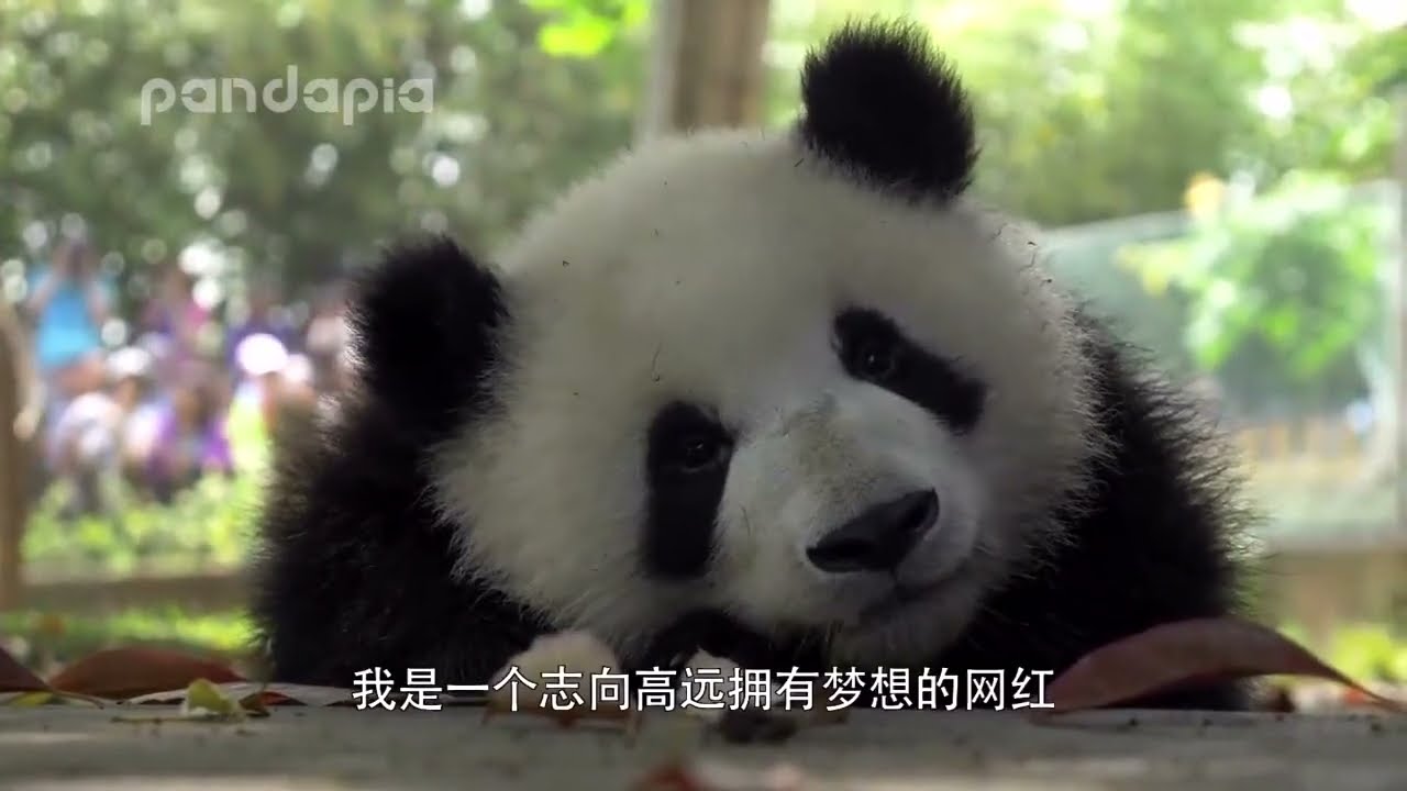 The growth story of Panda star Meng Lan who is cute and smart since childhood✨