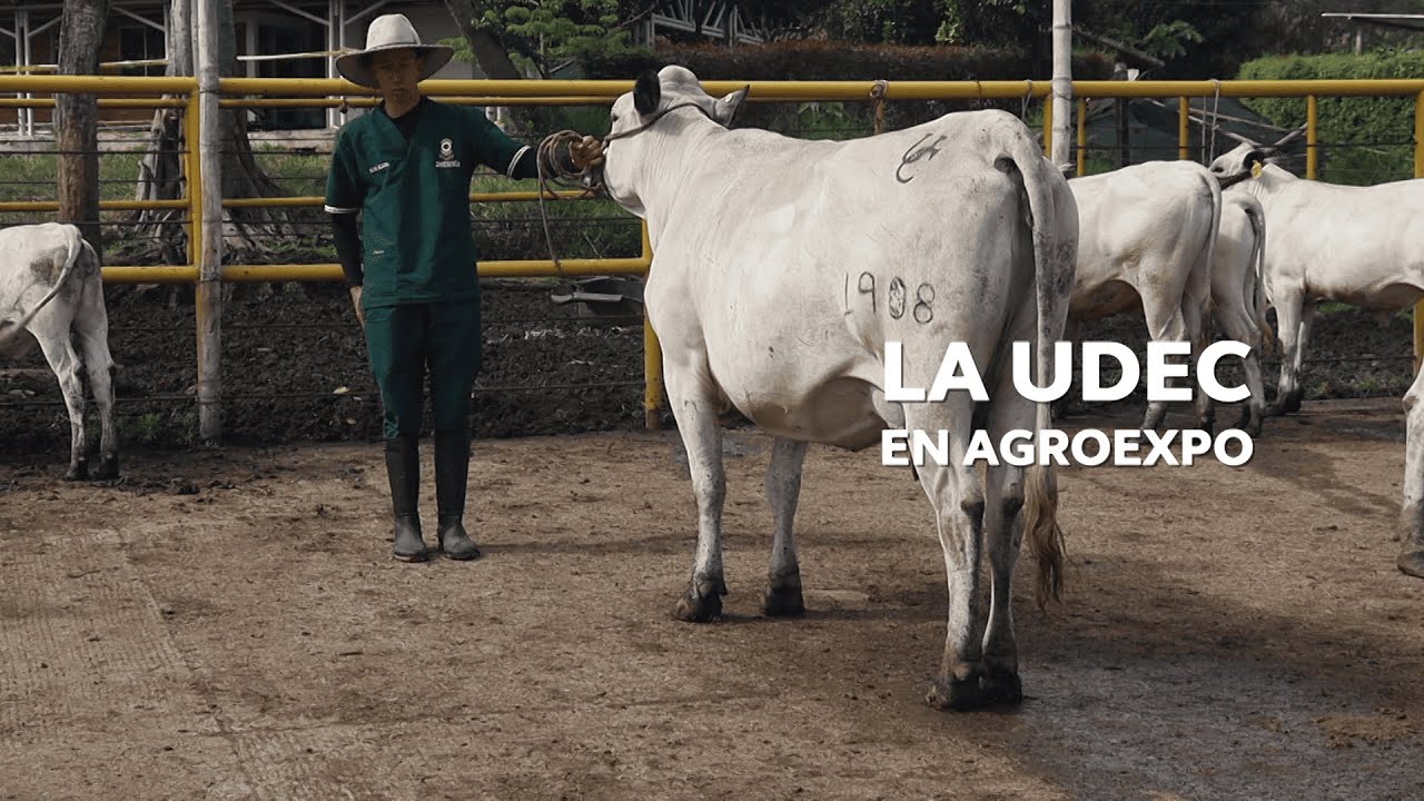UDEC en Agroexpo: razas criollas y genética ganadera de Sumapaz | Enlace Trece