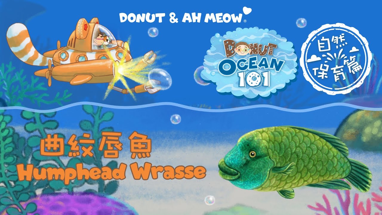 曲紋唇魚 │ 海洋101 │ Humphead  Wrasse│ Ocean 101