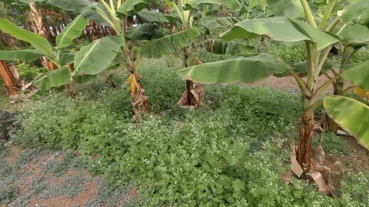#organic #banana #annur #agri