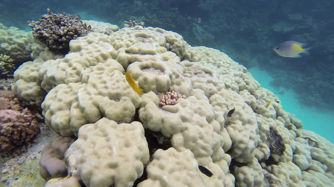 GoPro - Snorkeling El Gouna (Hurghada Region), Egypte