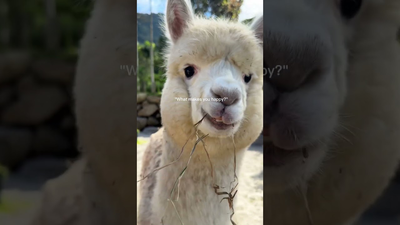 It’s the alpaca and the farm itself ❤️ 