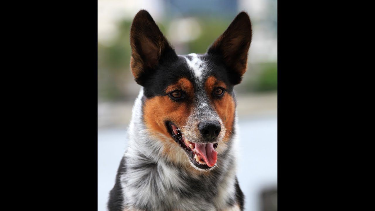 BAD ASS DOG 2