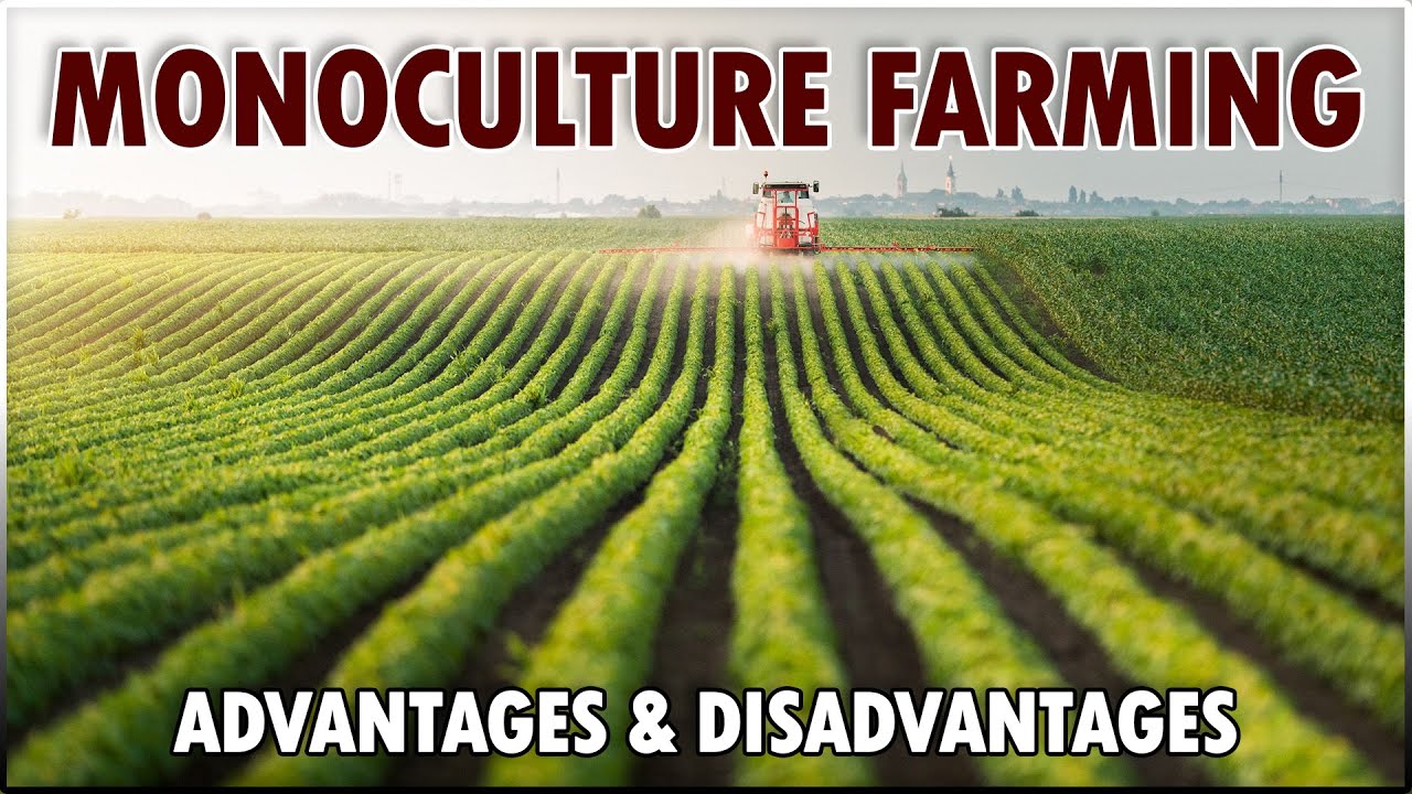 What is MONOCULTURE FARMING..? Advantage and Disadvantages of Monoculture In Agriculture Industry