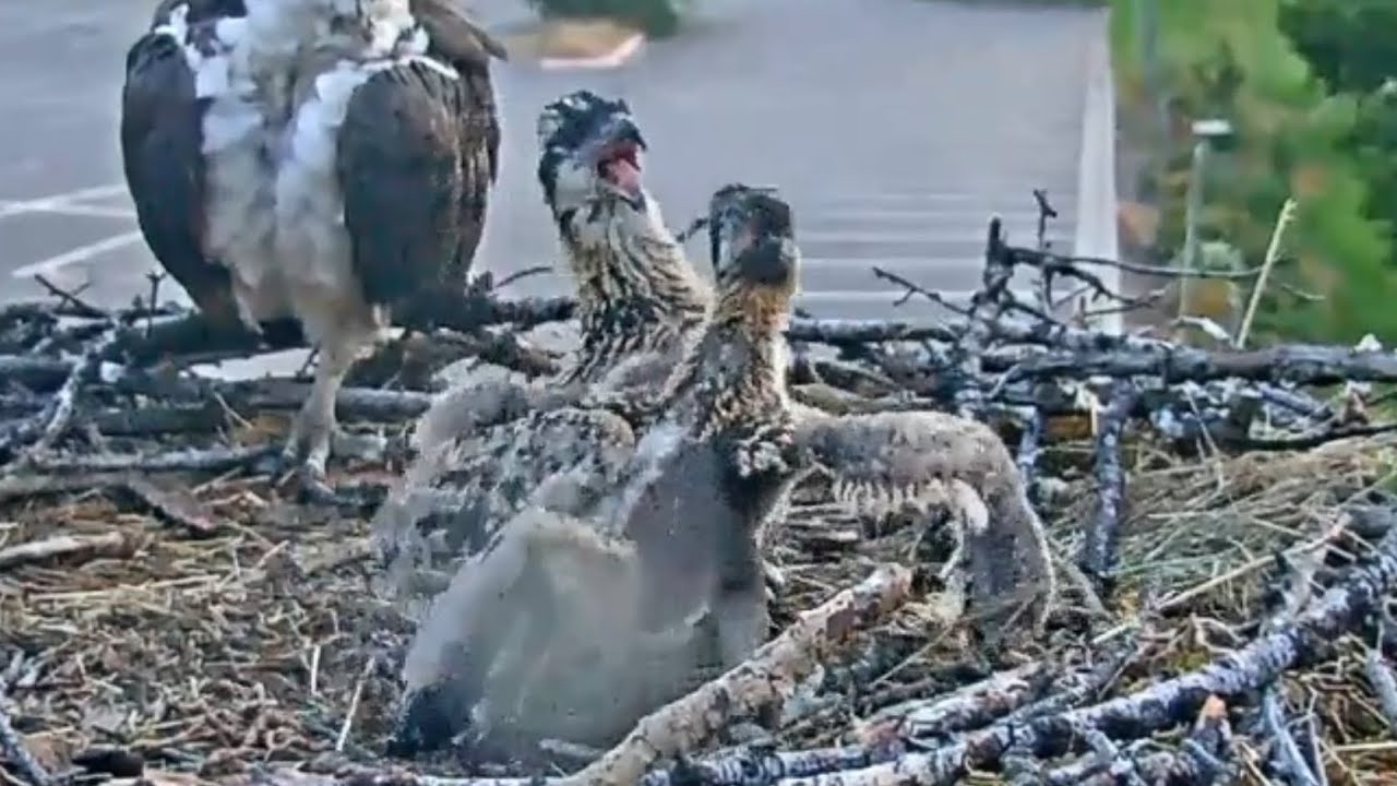 Hellgate Ospreys | Both osprey babies fighting in front of mom | July 7, 2024