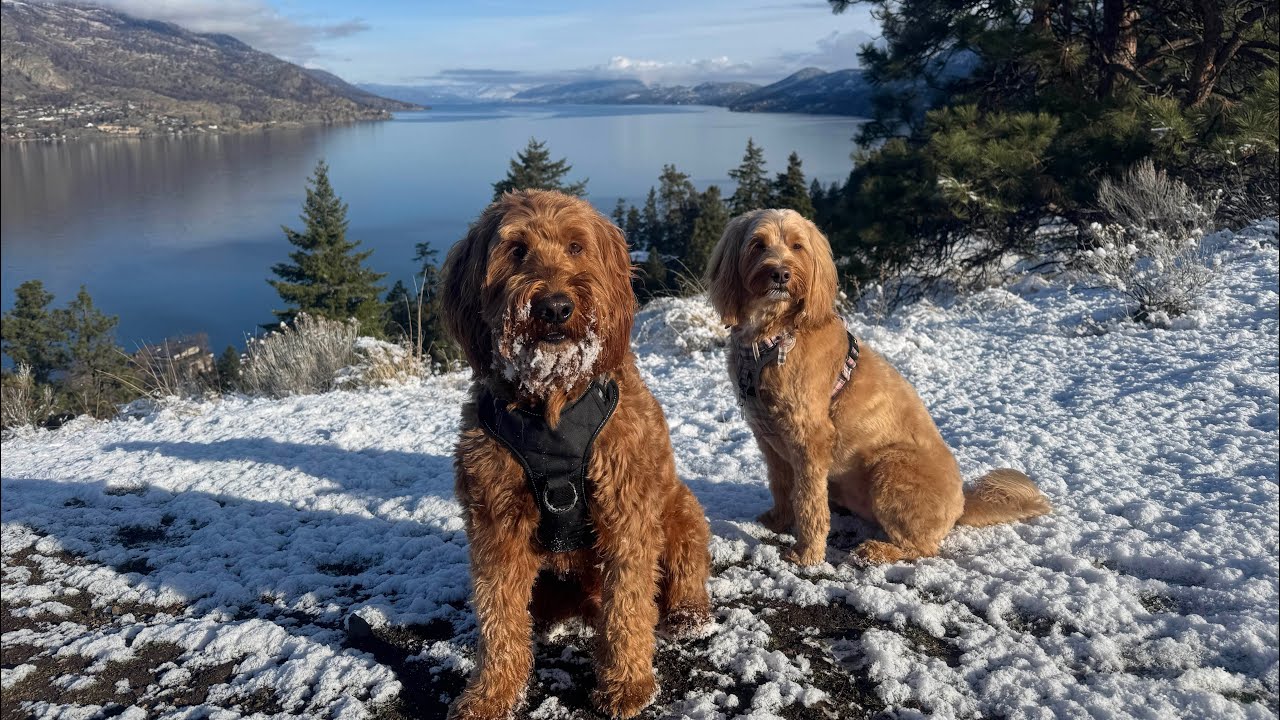 Playing in the Snow with Doodles
