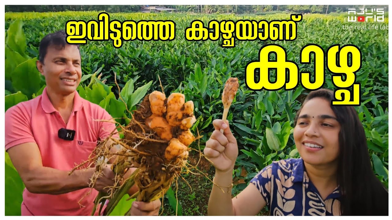 അധ്വാനത്തിന്റെ ഫലം 😍/Agriculture tips /Arrowroot /Koova podi /Vegetable garden /Family vlog