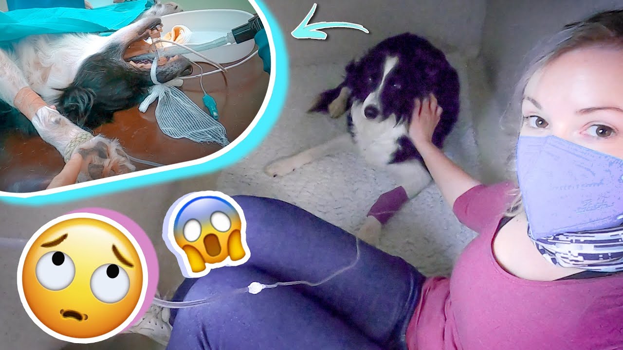 Prečo bola Classy na kastr&aacute;cii? | vlog, exkluz&iacute;vne z&aacute;bery, priebeh