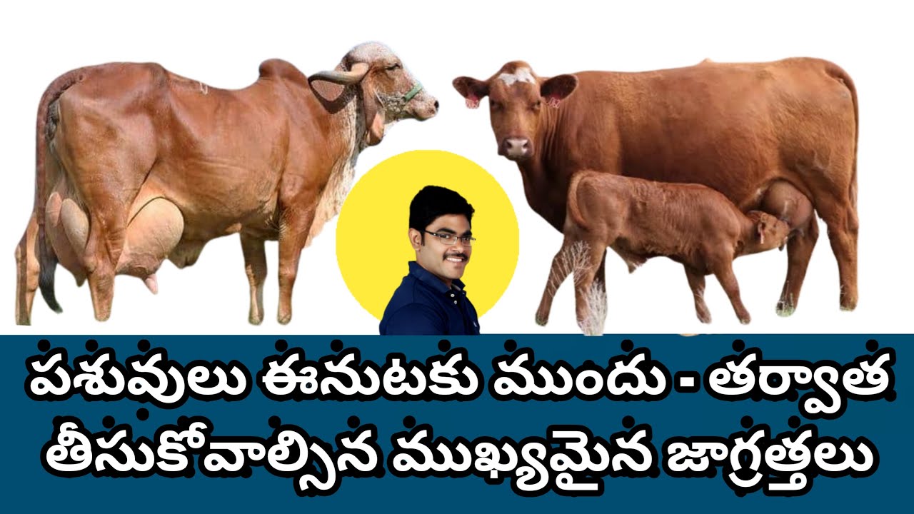 Care of pregnant animals before after calving ఈనుటకు ముందు తర్వాత తీసుకోవాల్సిన ముఖ్యమైన జాగ్రత్తలు