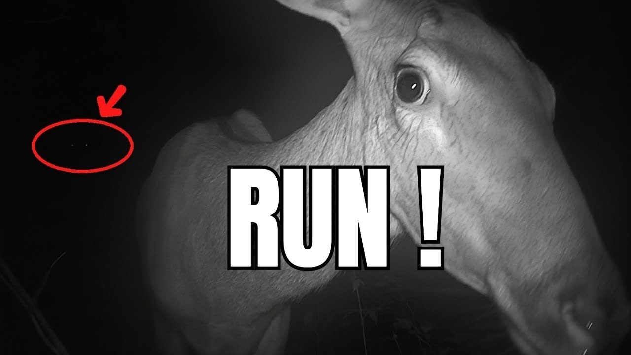 Wild Animals REACT to Human Scent on Trail Camera in SURPRISING Ways!