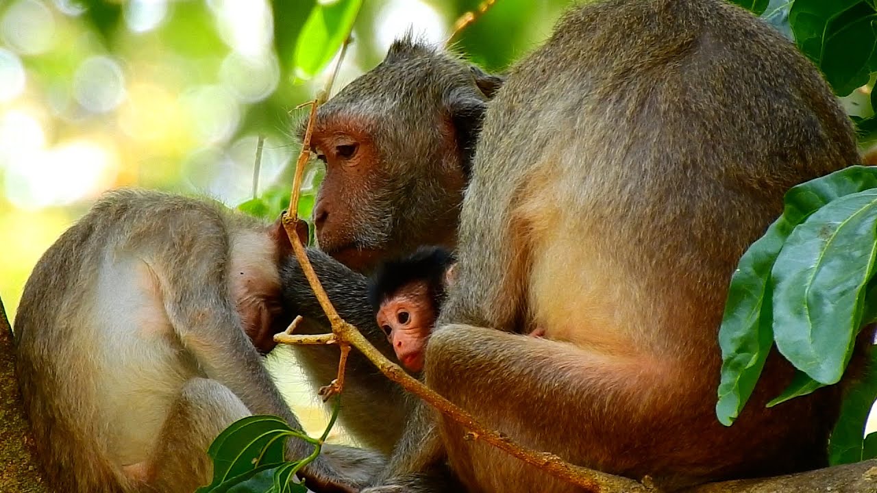 Monkey Jasper Want to Stay around Momma and need milk too