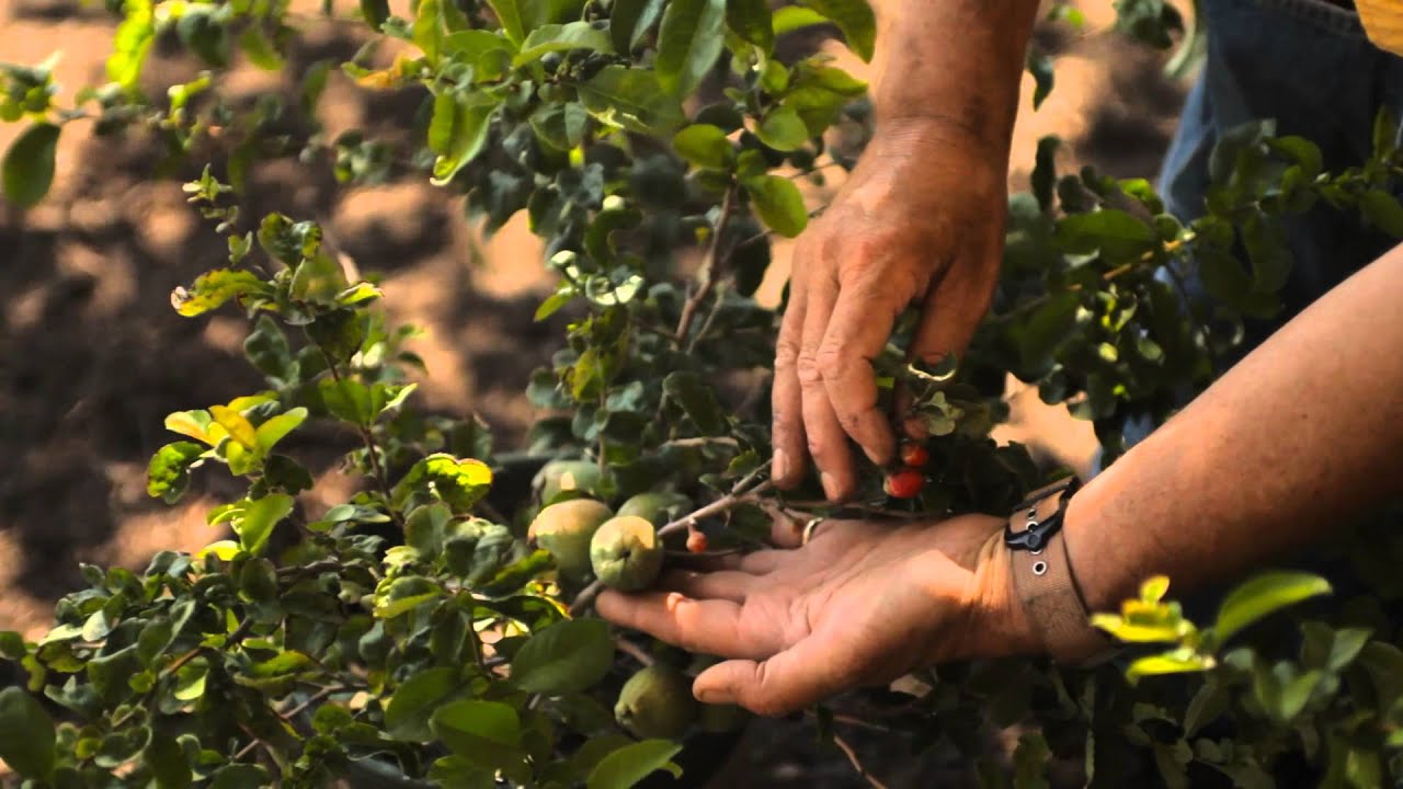 How to Prune Quince Bush : Garden Savvy