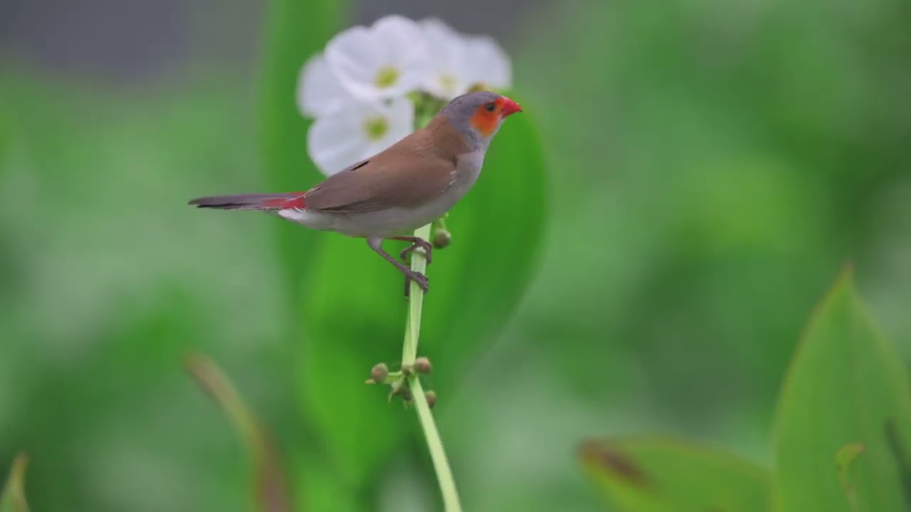 Black-rumped waxbill & Orange cheeked waxbill - Nikon Z9 4K60