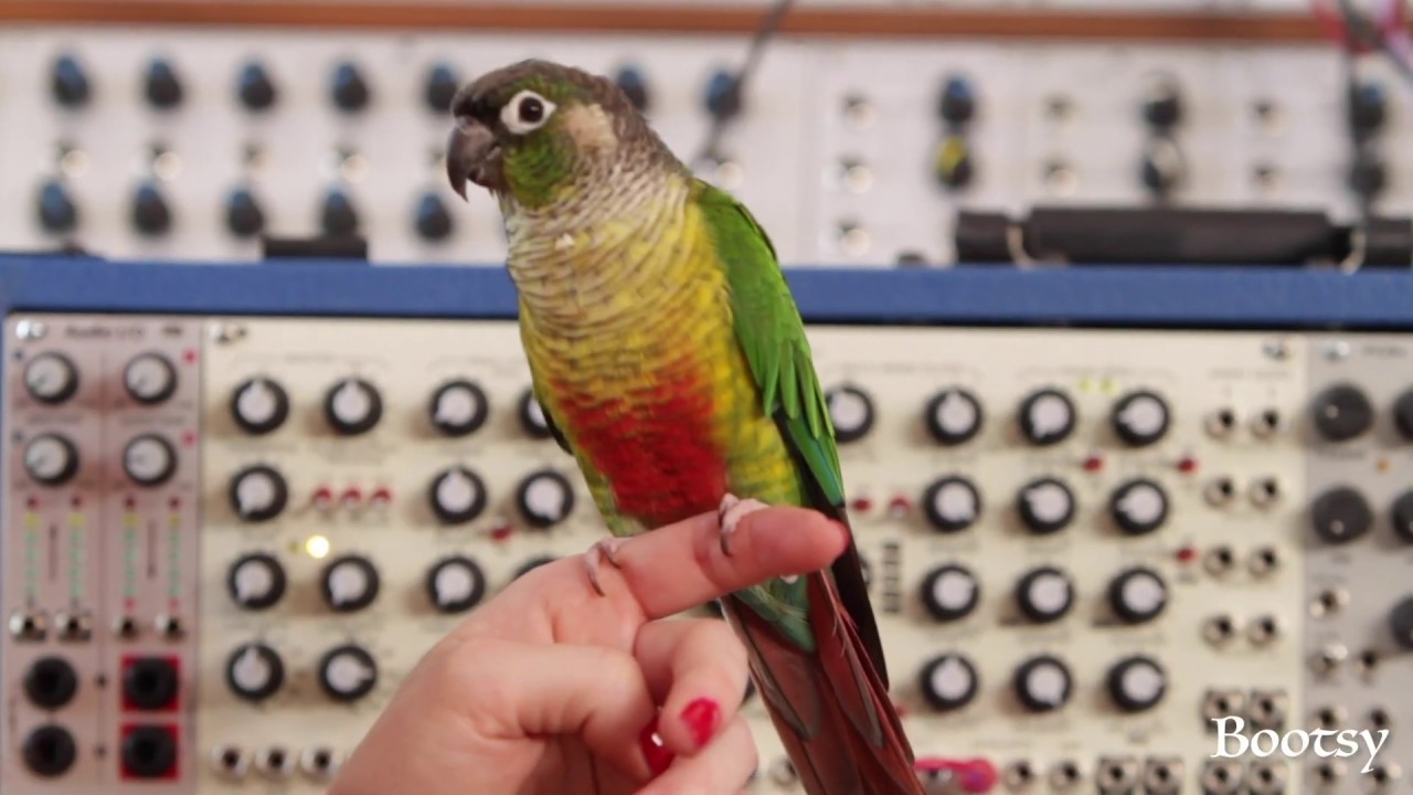 Stephi Duckula Afterneath Eurorack Module Demo | EarthQuaker Devices