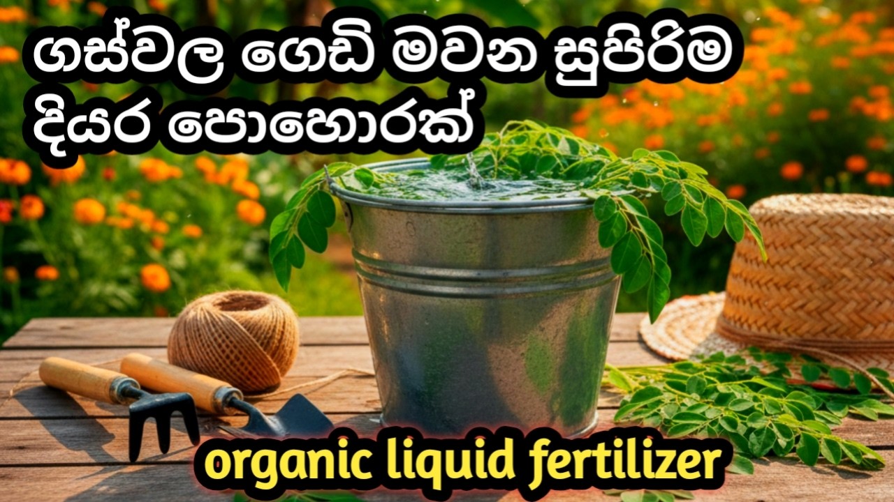 🌿 මුරුන්ග කොළ දියර පොහොර හදන ලේසිම ක්‍රමය | 100% ස්වභාවික Organic Liquid Fertilizer