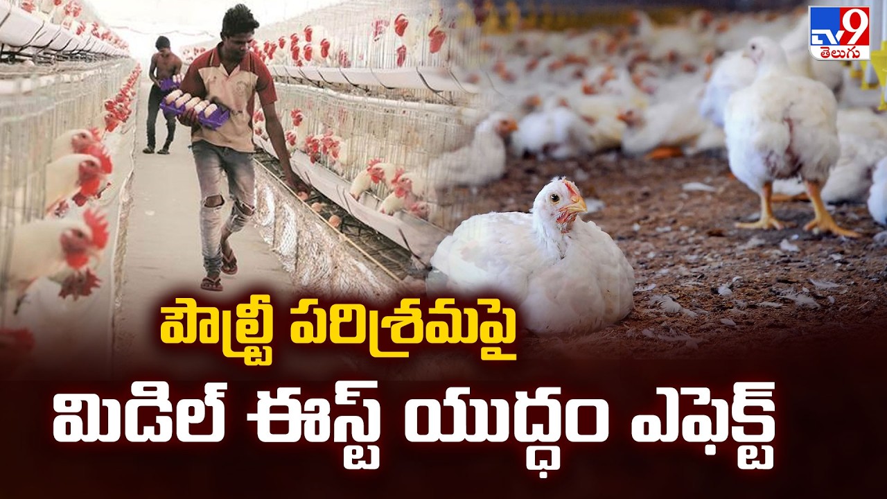 Middle East War Halts Indian Egg Exports | పౌల్ట్రీ పరిశ్రమపై మిడిల్ ఈస్ట్ యుద్ధం ఎఫెక్ట్ - TV9
