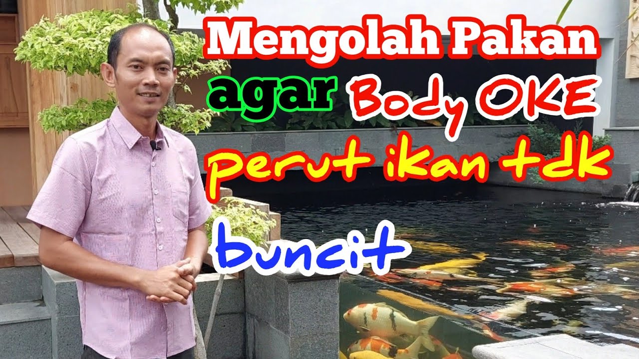 CARA MENGOLAH PAKAN IKAN KOI SEBELUM DI SEBAR DI KOLAM IKAN KOI