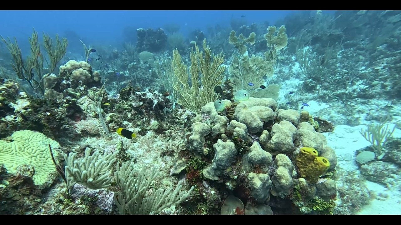 Cayman Brac - Angel Reef! Bar Jacks welcome us!