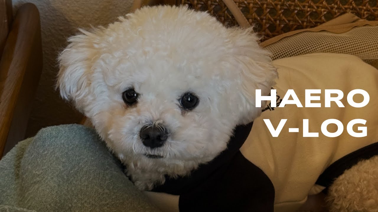 vlog. 해로는 무슨 생각할까. 해로브이로그, 강아지브이로그
