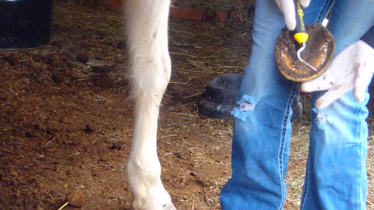 How to Trim Horse Hooves- Basic Trim