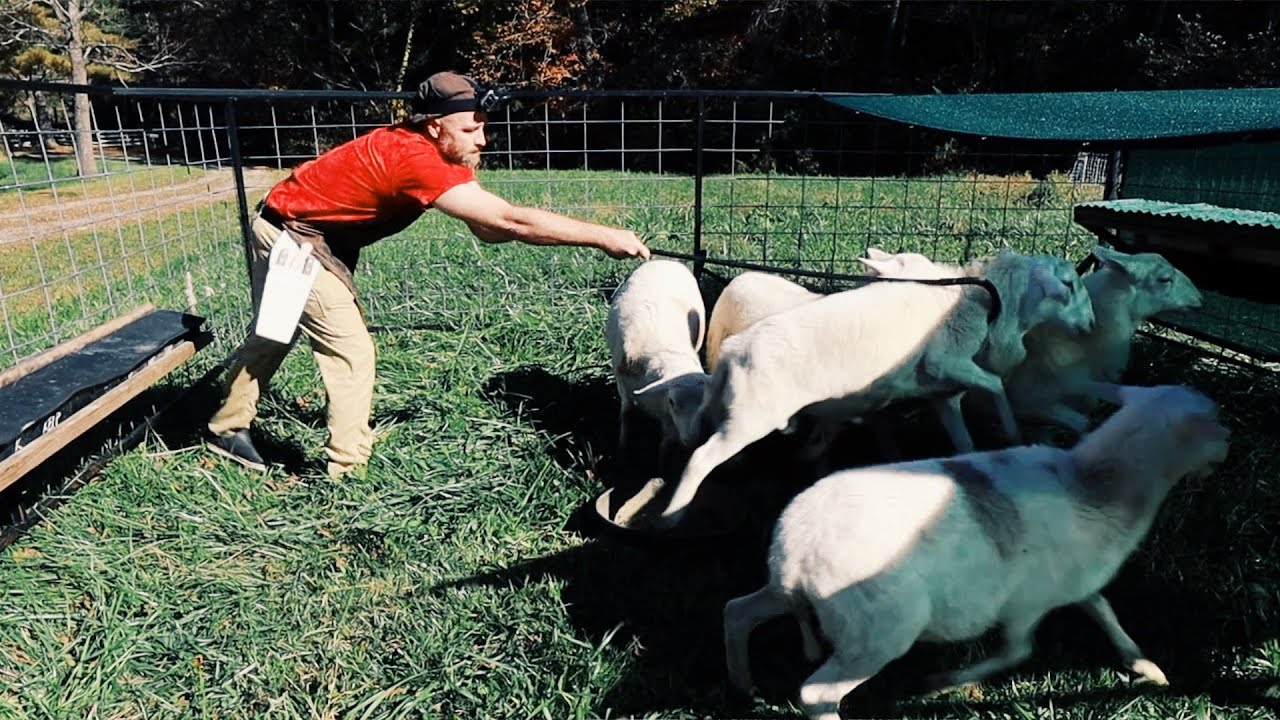 Homesteaders Kill, Skin and Gut Their Own Lamb (on Farm)