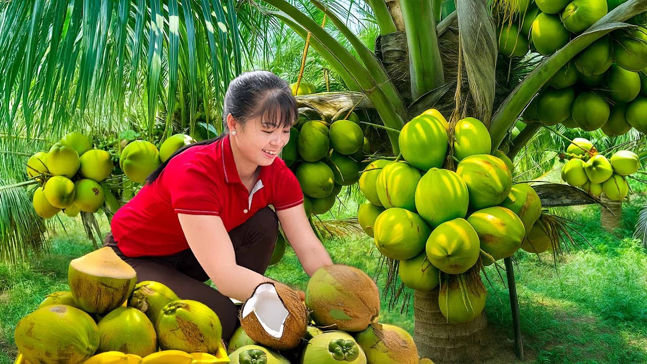 365 Days Harvesting Coconuts Goes to Countryside Market Sell, Planting Flowers | Phuong Harvest Life