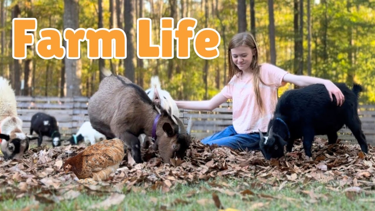 A glimpse into the life of a homeschooled, teenage, farm girl