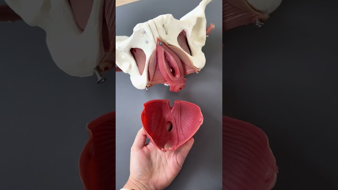 Anatomia i funkcja mięśni dna miednicy w pigułce od fizjoterapeutki uroginekologicznej