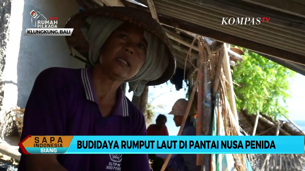 Budidaya Rumput Laut di Pantai Nusa Penida