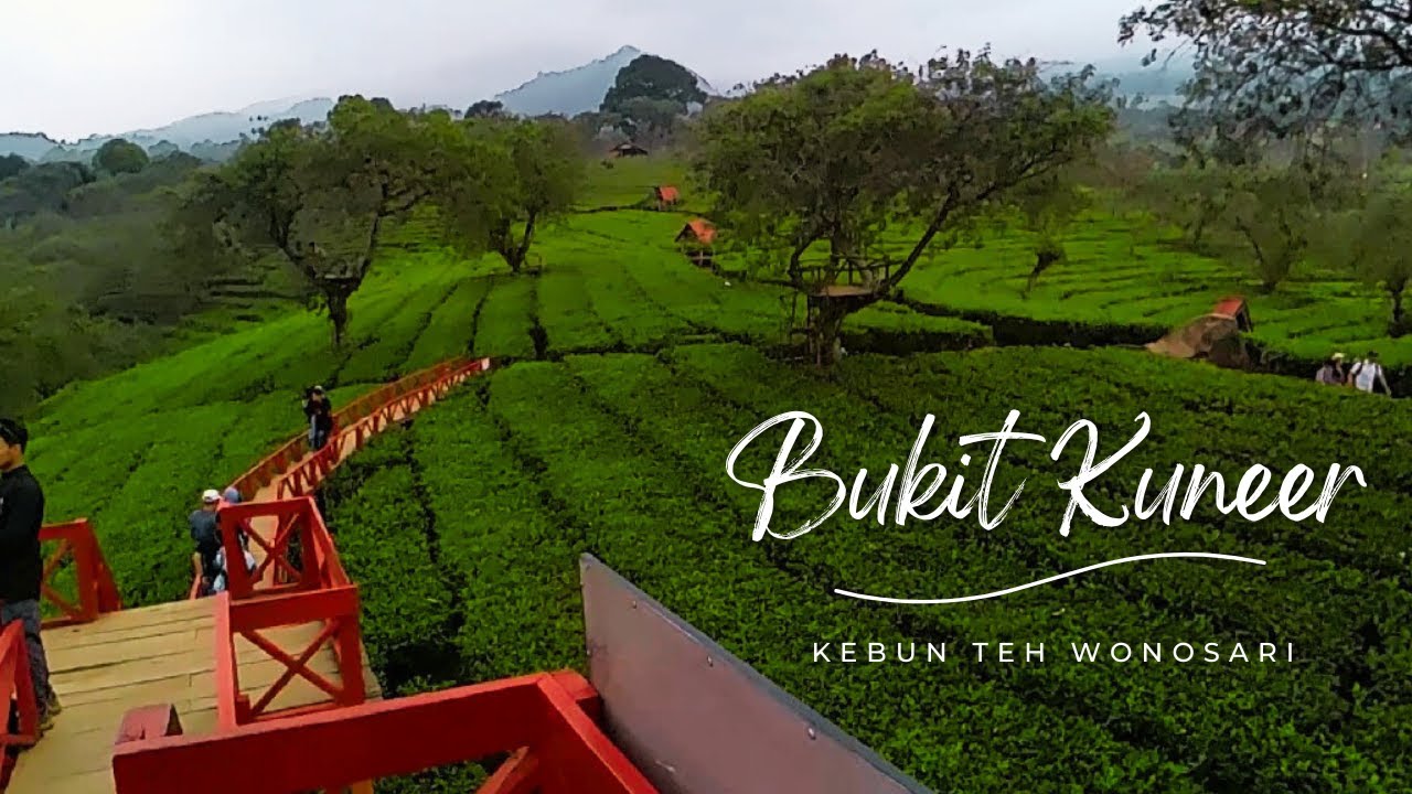 Bukit Kuneer - Kebun Teh Wonosari - Lawang Kab.Malang