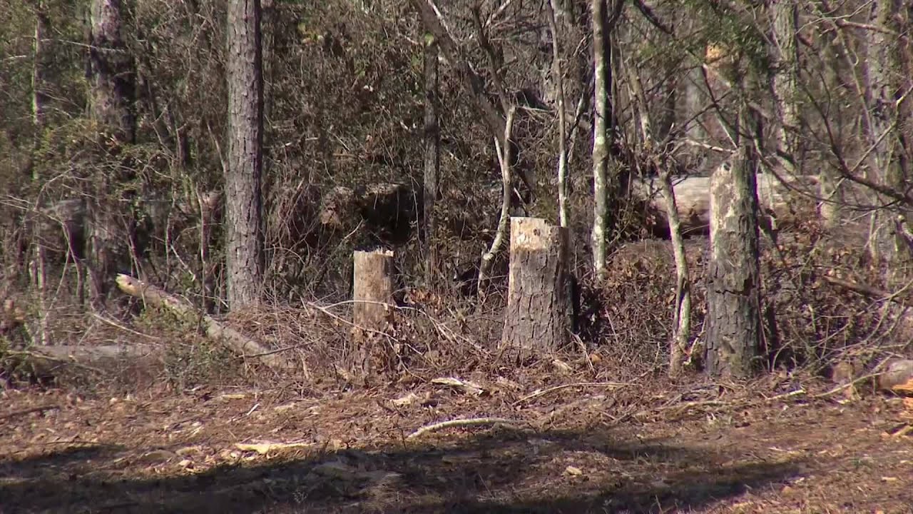 Baldwin County commissioner concerned after announcement of 4500‑acre solar project in Stockton