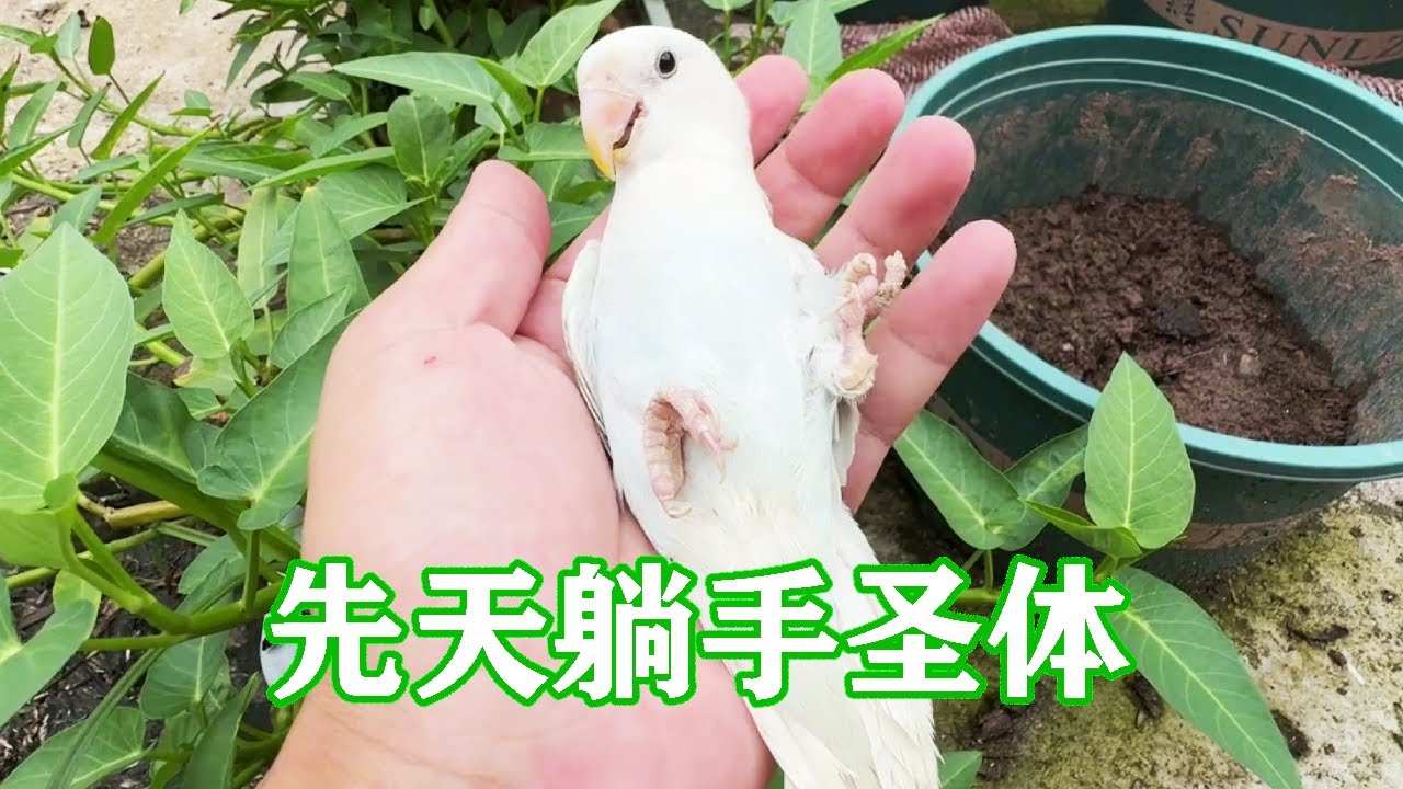 小鹦鹉没见过什么世面，不敢让它过早合笼，害怕对幼小心灵造成伤害【一只小皮皮呀】