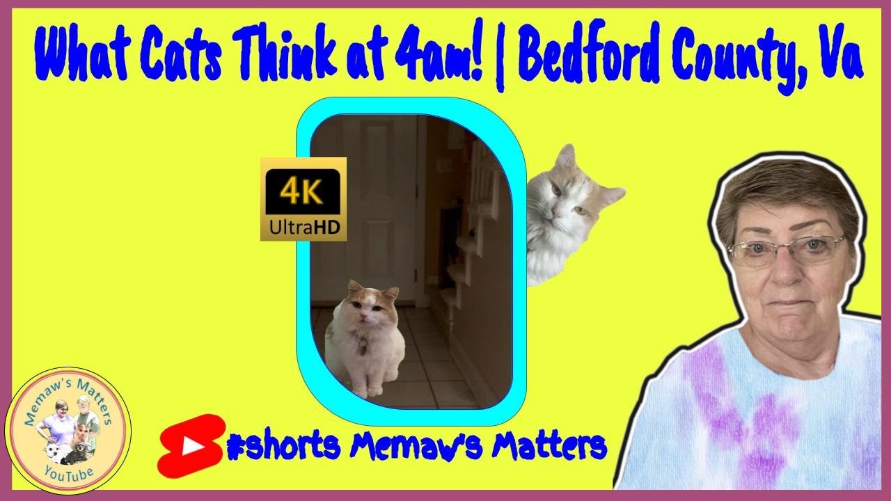 What Cats think at 4am! 4KHD #shorts | Bedford County, Va