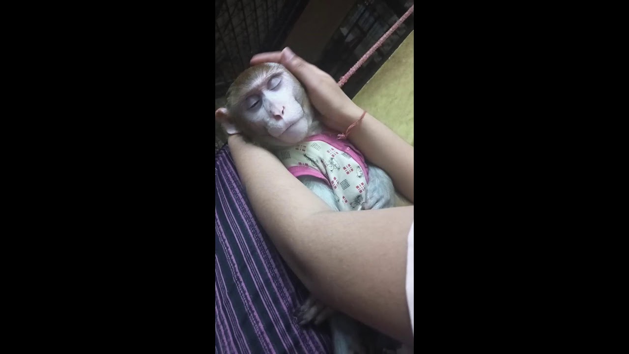 chotu Bajrangi funny video pls 1ksubscribe kardo  is live