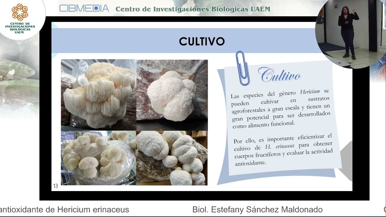 CONFERENCIA: Cultivo y actividad antioxidante de Hericium erinaceus