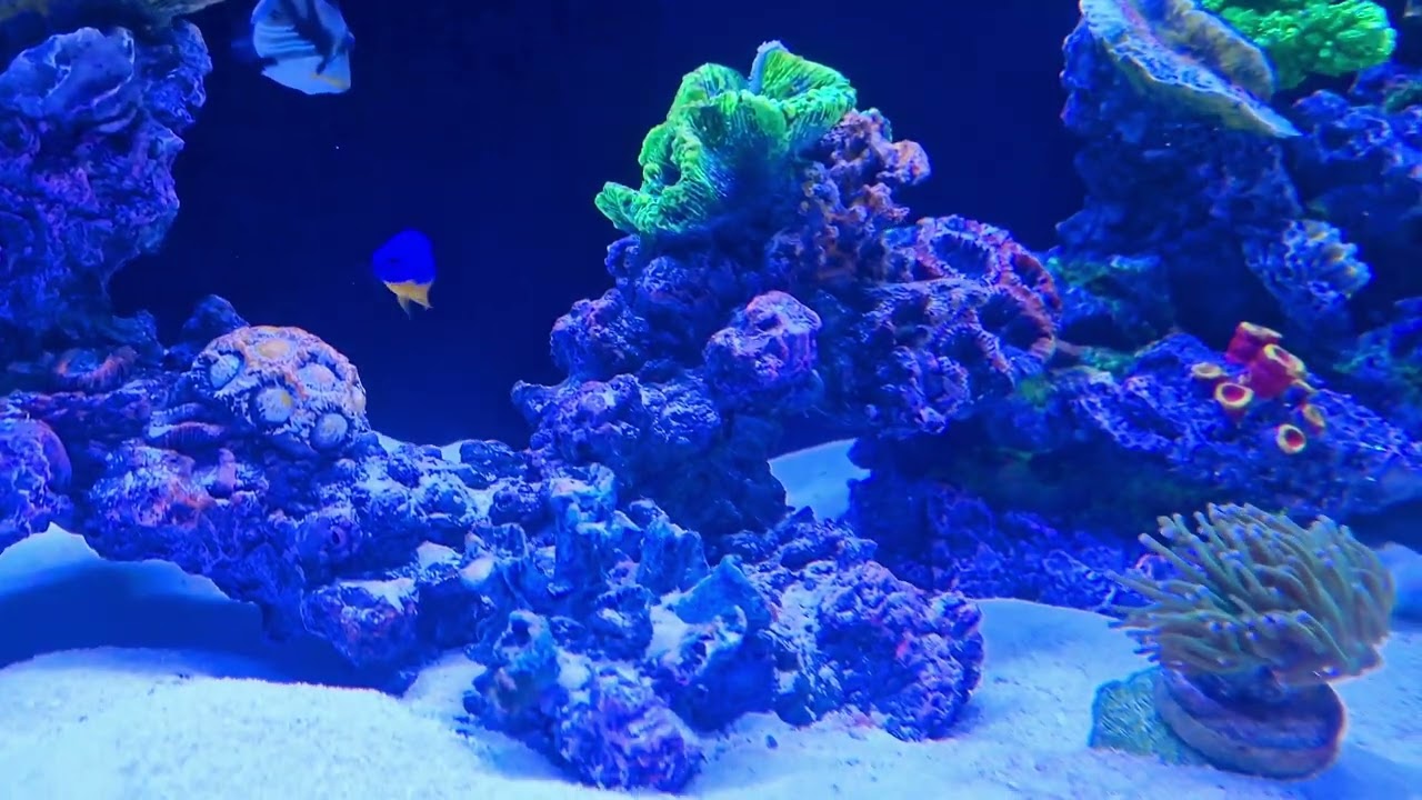 Waterbox 110.4 marine aquarium