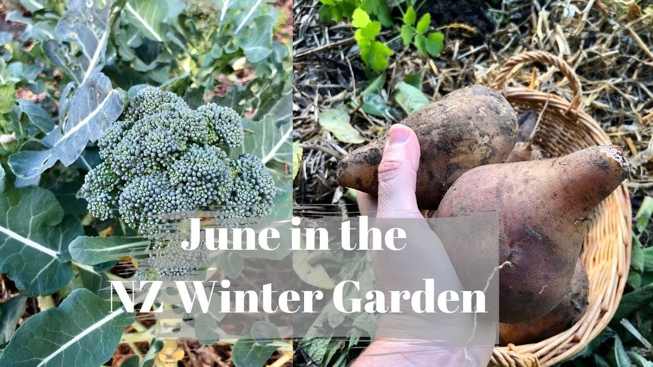 June in the NZ no-dig veggie garden // Winter Garden // Yacon harvesting and asparagus mulching